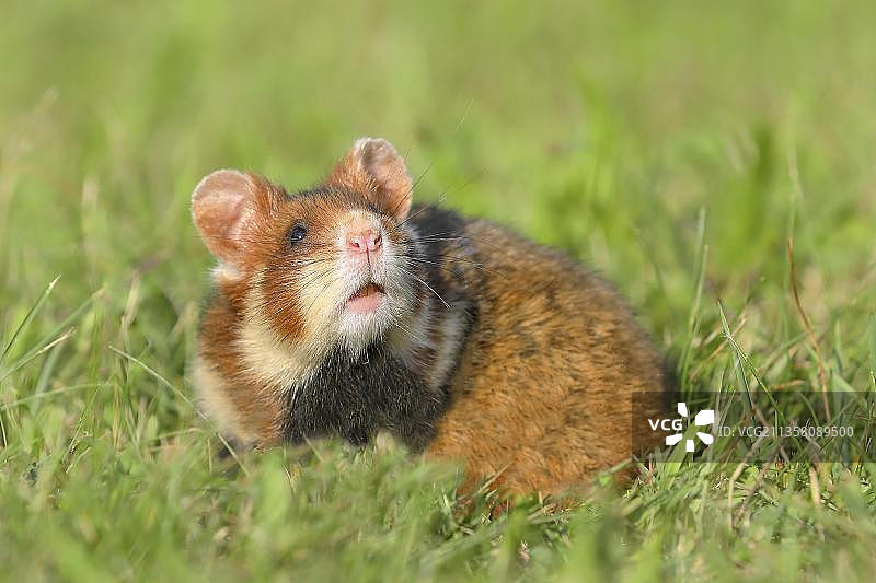 专心坐在维也纳草地上的欧洲仓鼠（仓鼠），下奥地利州，奥地利，欧洲图片素材