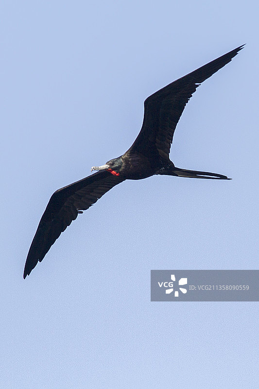 雄性丽色军舰鸟飞行图片素材