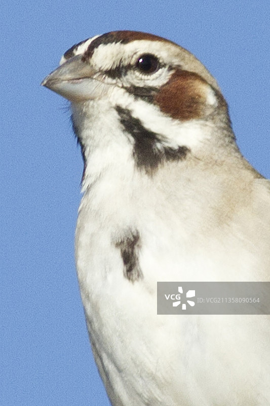 特写百灵麻雀图片素材