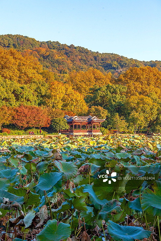杭州西湖孤山公园图片素材