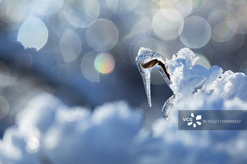 东北冻雨大雪狂风后树林中树枝树干树叶上的奇形怪状各种冰凌冰挂图片素材