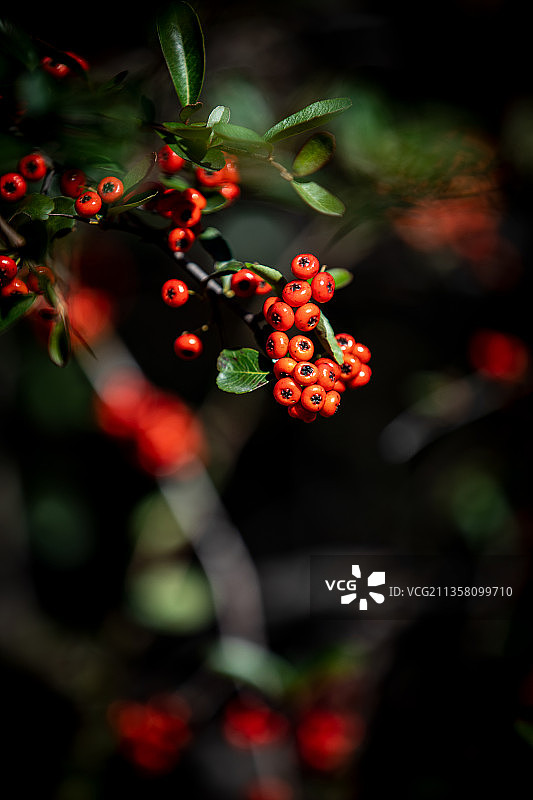 红果果(火棘)图片素材