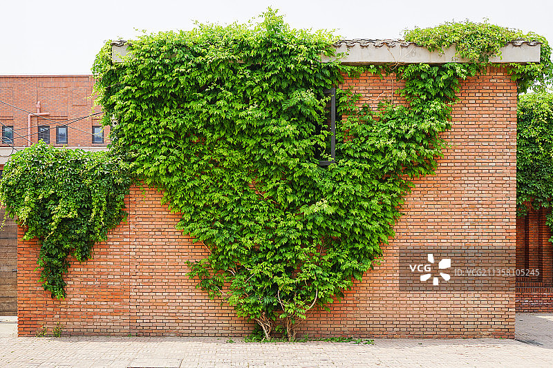 红砖墙上的藤曼爬山虎地棉图片素材