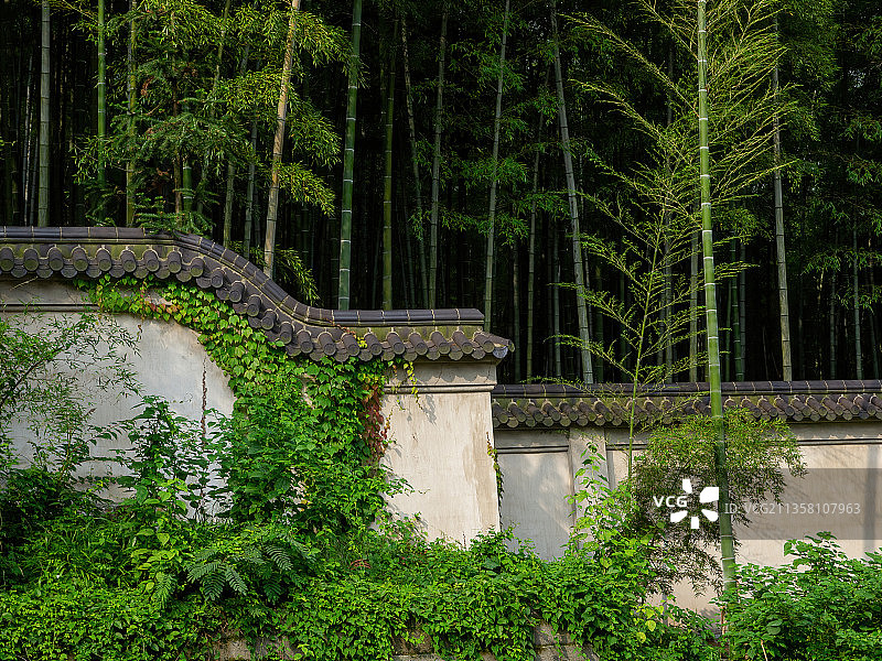江苏宜兴竹海图片素材