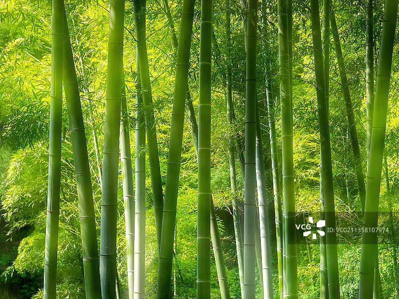 江苏宜兴竹海图片素材