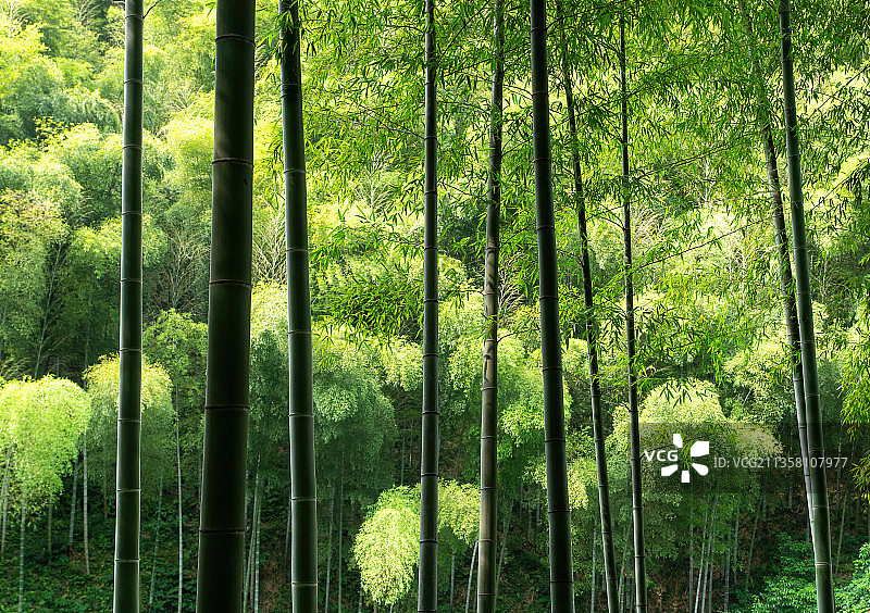 江苏宜兴竹海图片素材