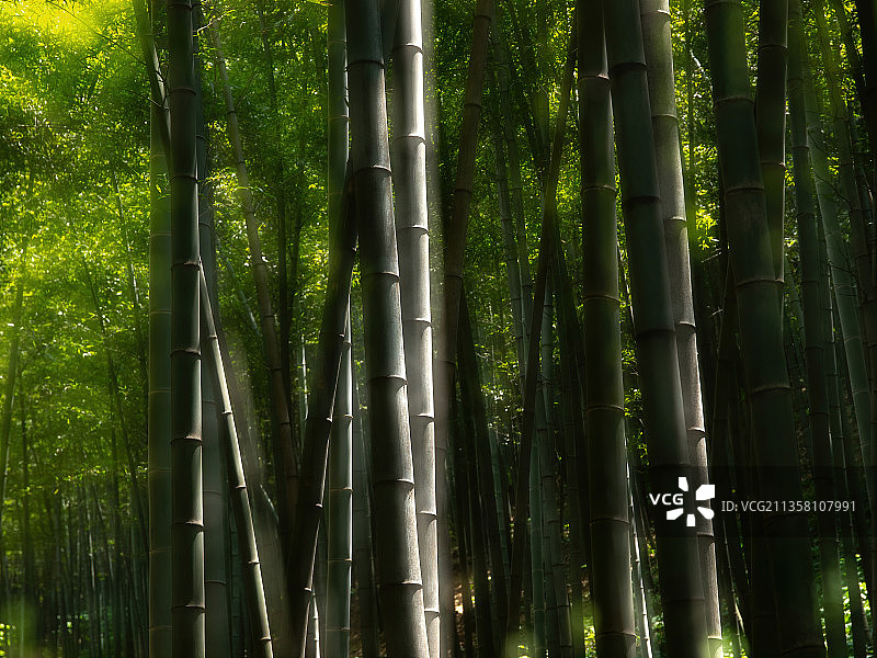 江苏宜兴竹海图片素材