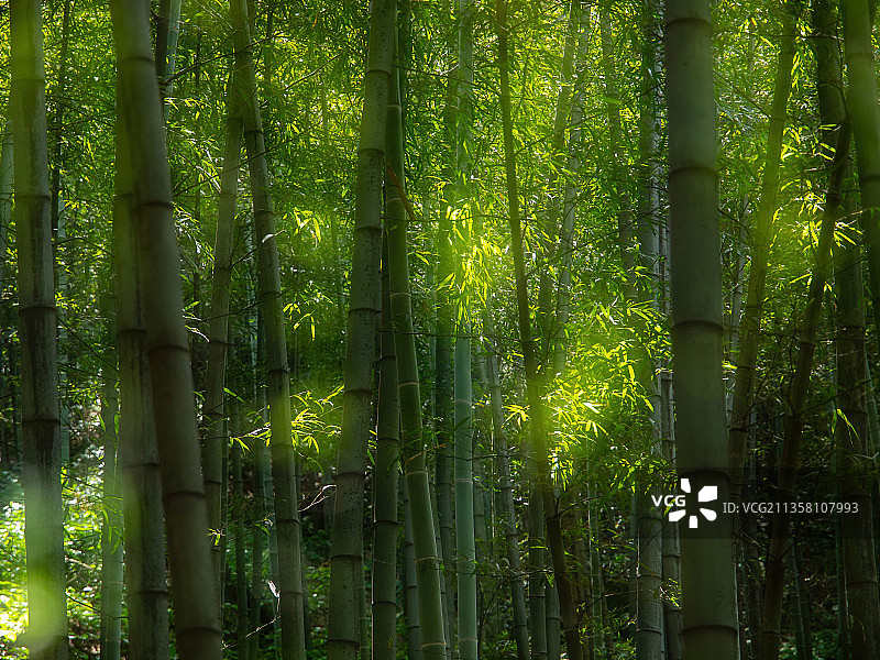 江苏宜兴竹海图片素材
