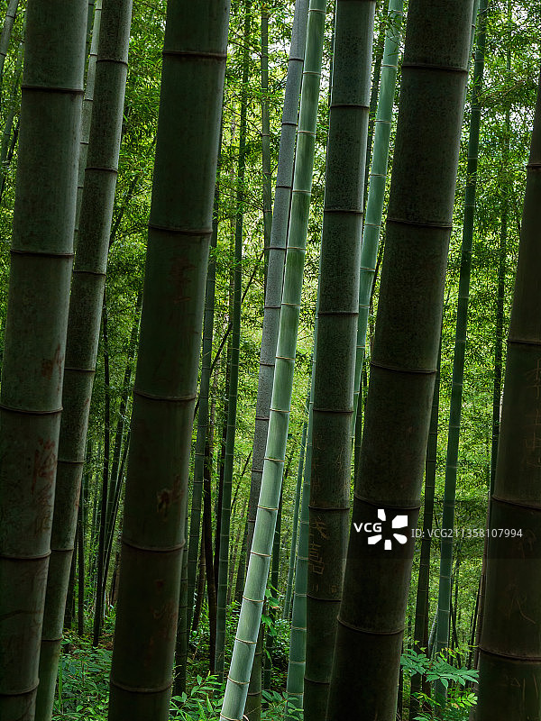 江苏宜兴竹海图片素材