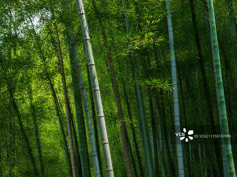 江苏宜兴竹海图片素材