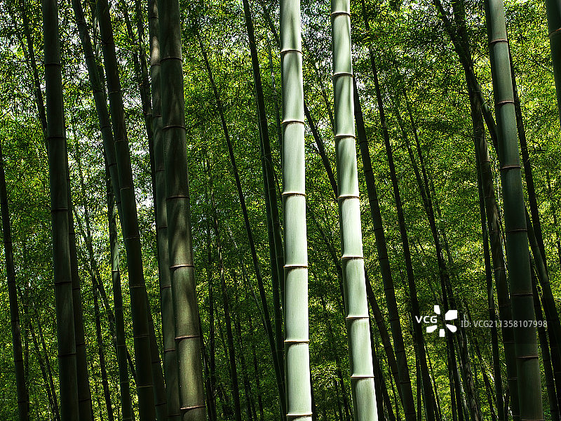江苏宜兴竹海图片素材