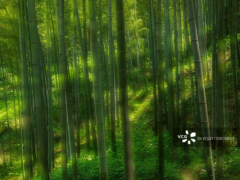 江苏宜兴竹海图片素材