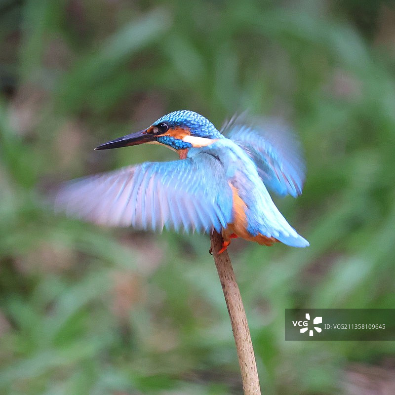 小翠落枝上图片素材