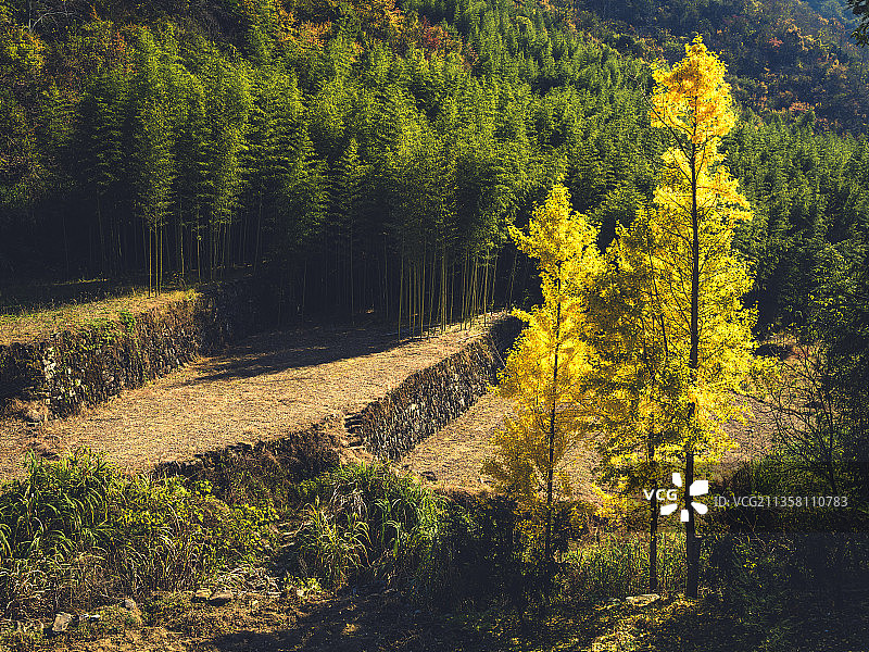 杭州·富阳九仰坪村古银杏树图片素材