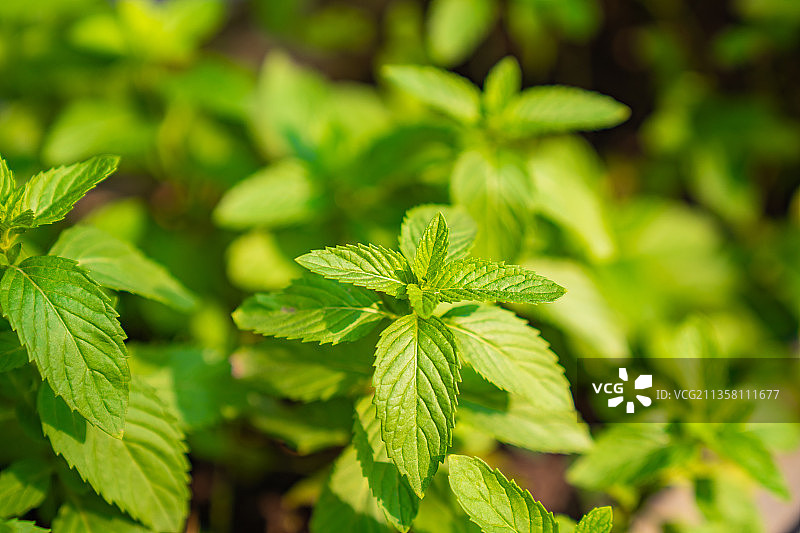薄荷叶图片素材