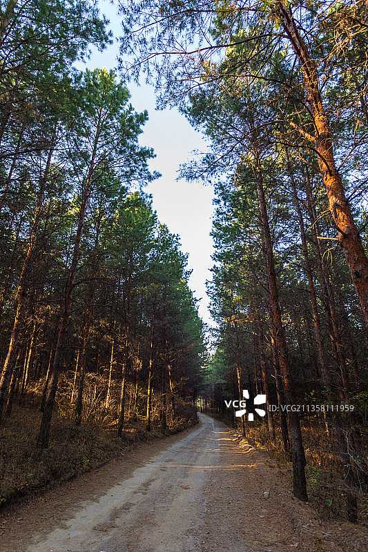 秋季松林间的山路图片素材