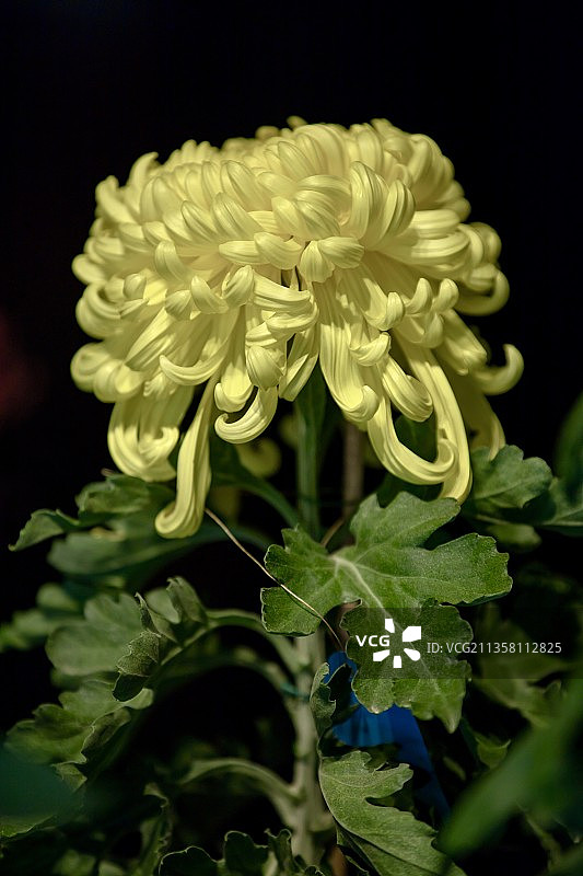 秋菊17图片素材