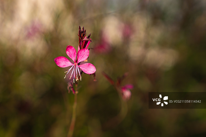 山桃花图片素材