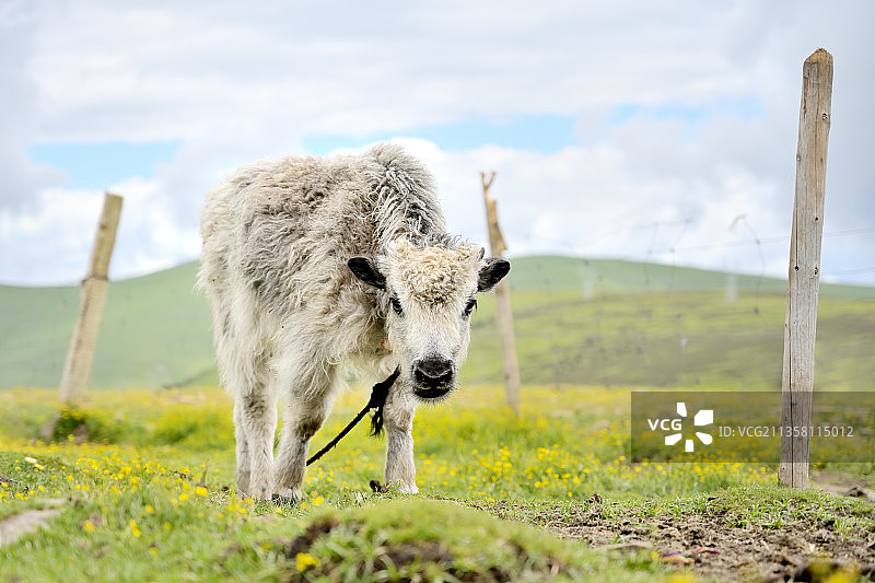 西藏的小牦牛图片素材
