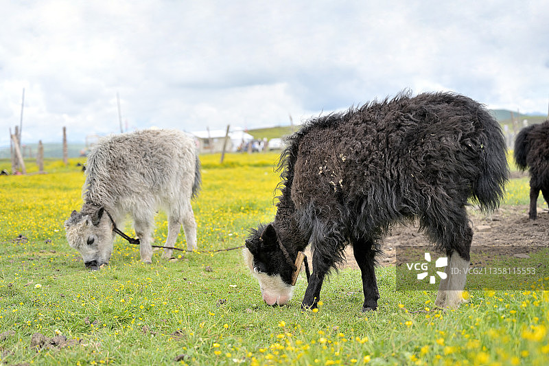 青藏高原的小牦牛图片素材