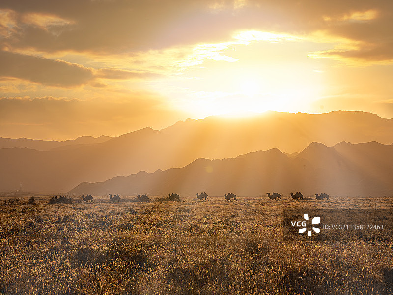 贺兰山下的驼队图片素材