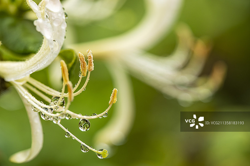 花蕊水珠图片素材