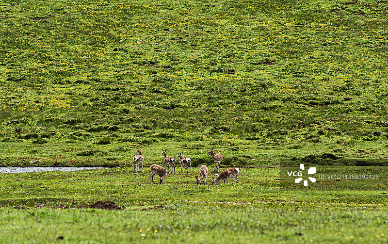 正在觅食的藏原羚图片素材