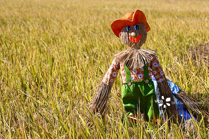 稻花香里说丰田图片素材