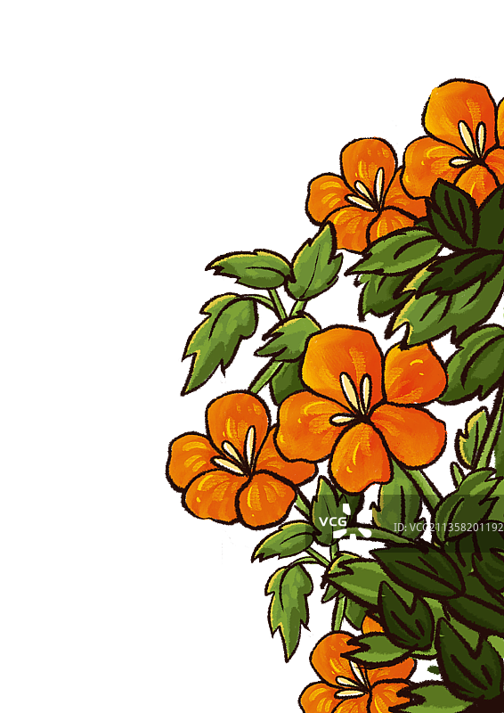 凌霄花图片素材