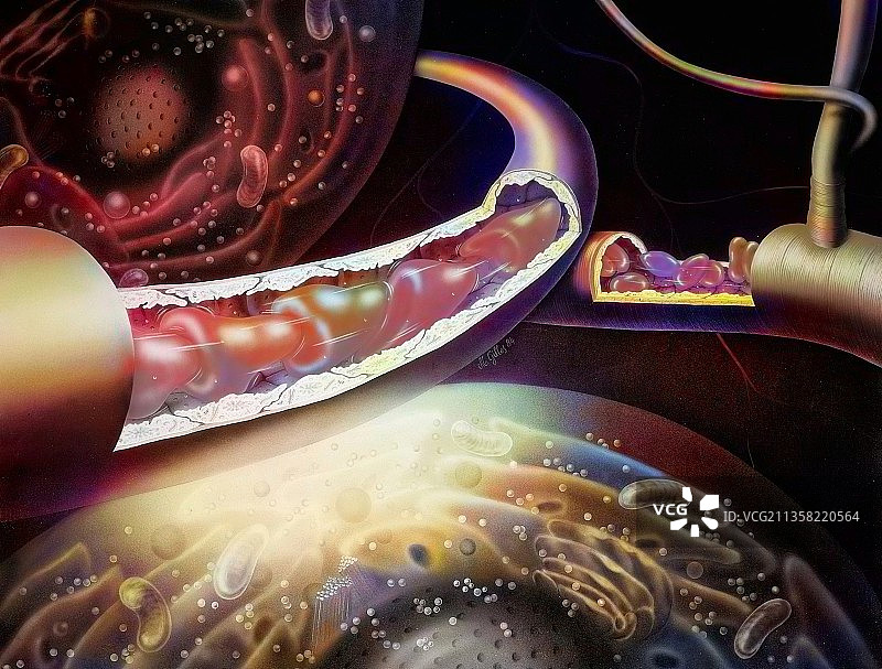 血液从微动脉经由毛细血管流向微静脉。图片素材