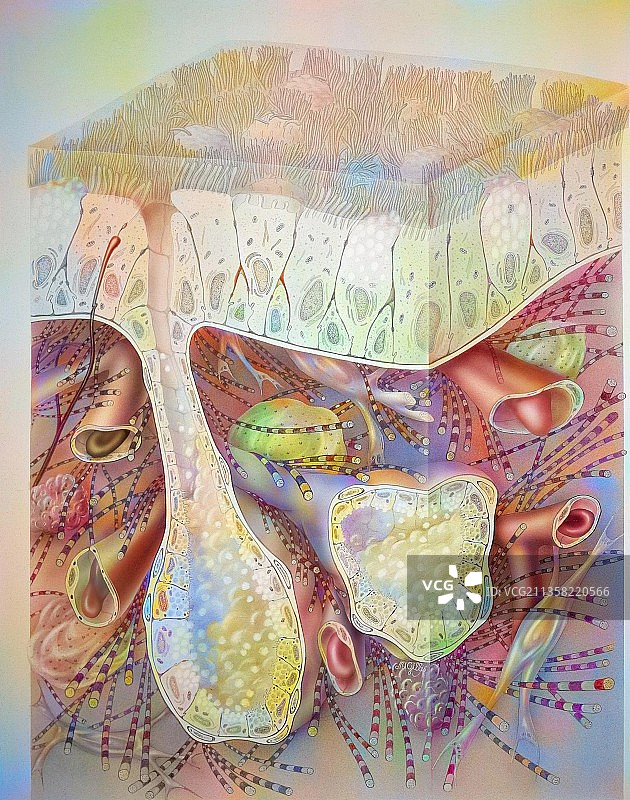 含支持组织和支气管细胞的上皮细胞切片图片素材