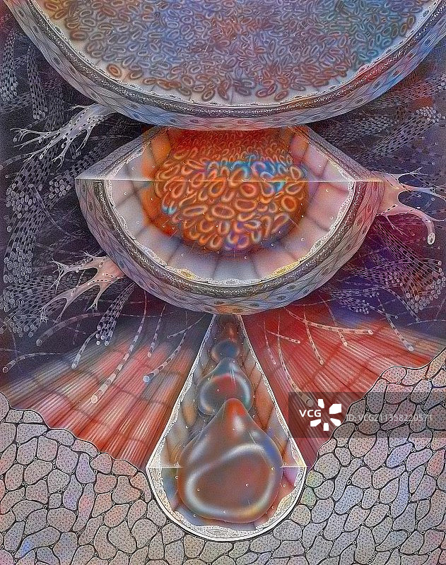 动脉、静脉、毛细血管中的血液流动图片素材