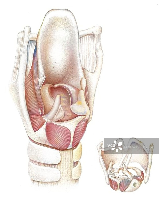 喉部和声带后视图（骨骼、肌肉、软骨）图片素材