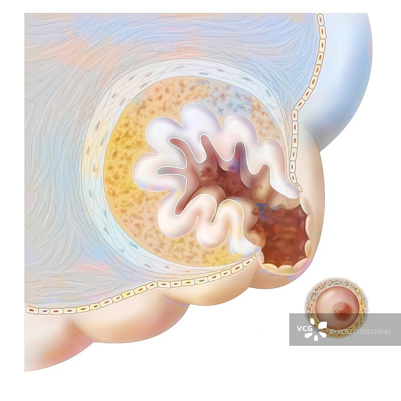 卵巢壁破裂并释放卵子图片素材