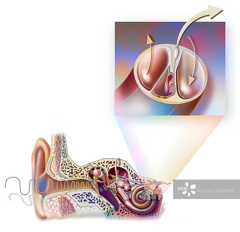 耳朵解剖结构图：鼓膜、听小骨和锤骨图片素材