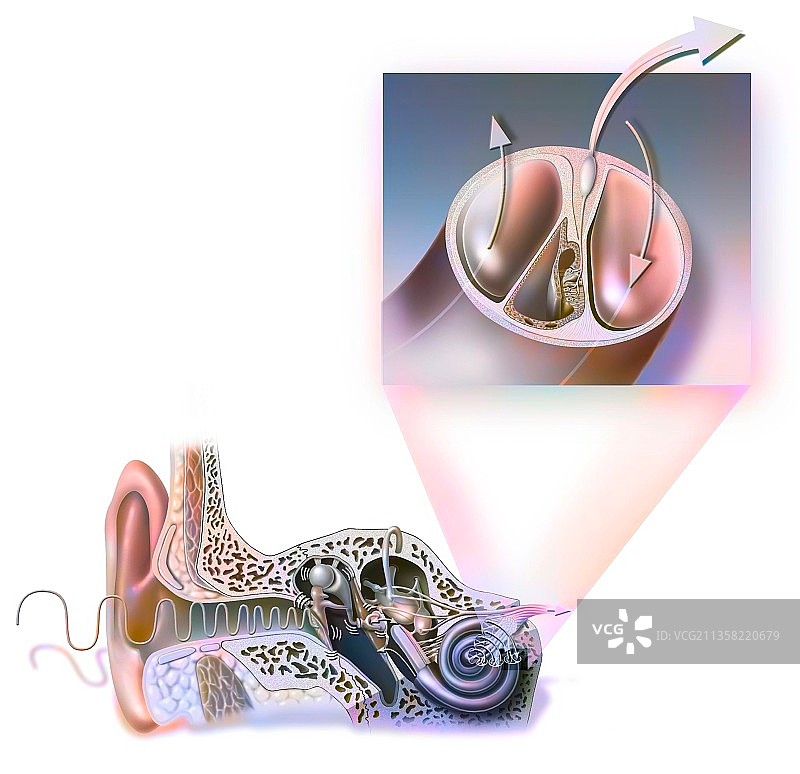 耳朵解剖结构图：鼓膜、听小骨和锤骨图片素材