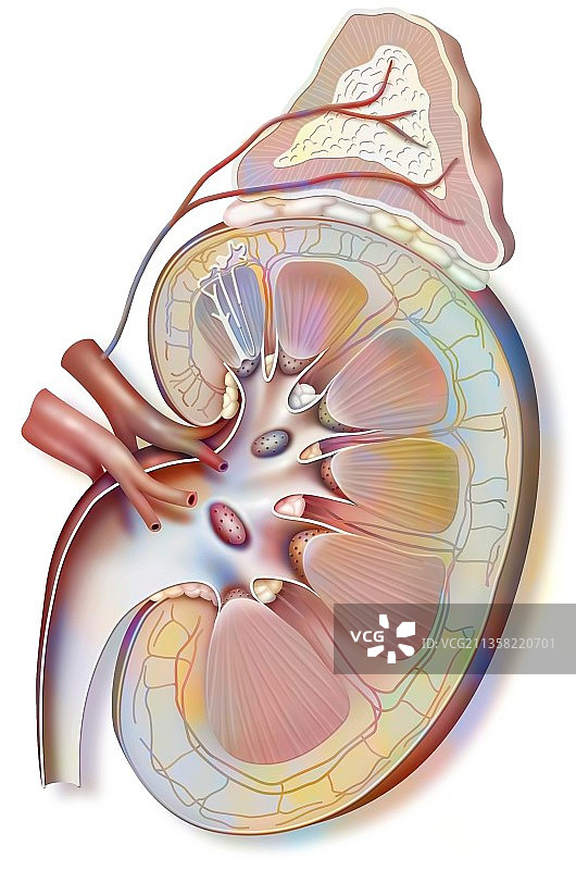 左肾（含肾上腺）和输尿管图片素材
