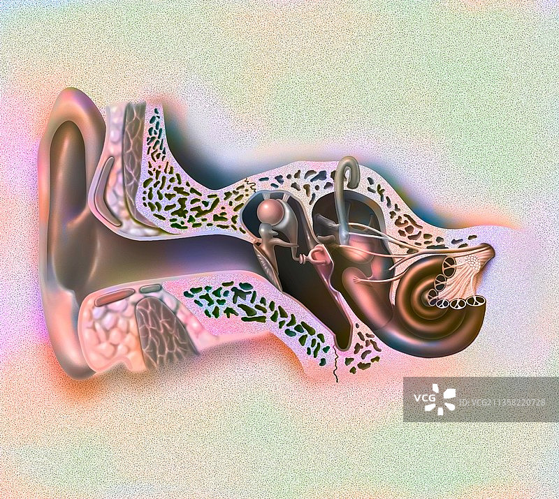 耳朵的解剖结构：听觉和平衡器官图片素材