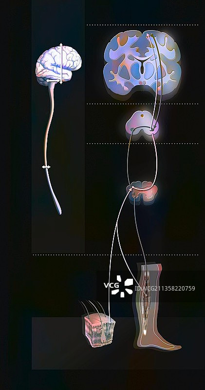 感觉运动环：大脑控制感觉与运动反应的连接图片素材