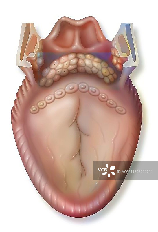 舌头和后部结构（咽）的解剖结构：杯状乳头图片素材