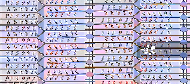 收缩的肌原纤维：细肌丝（肌动蛋白）和粗肌丝（肌球蛋白）重叠图片素材