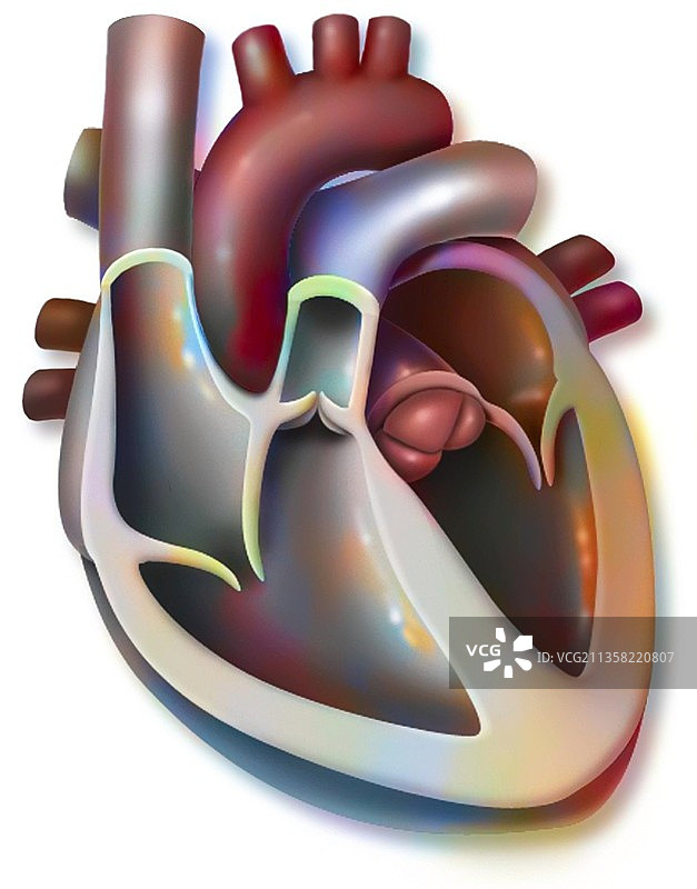 心脏内部前视图解剖图（含静脉和动脉血）图片素材