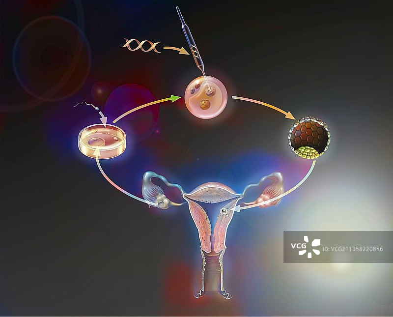 人类胚胎基因操作的主要步骤图片素材