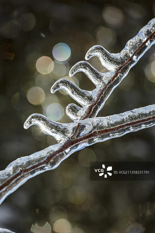 暴雪狂风大雨冰冻了树木凝结了树叶形成了晶莹剔透的冰魂图片素材