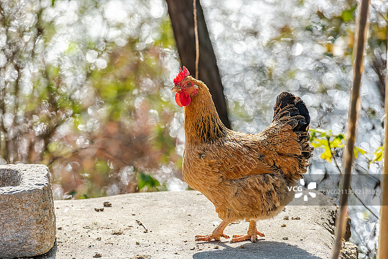 一只散养的母鸡图片素材