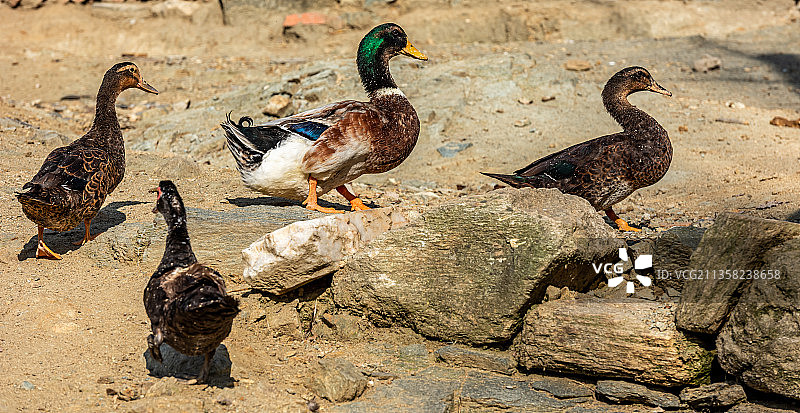 鸭子图片素材