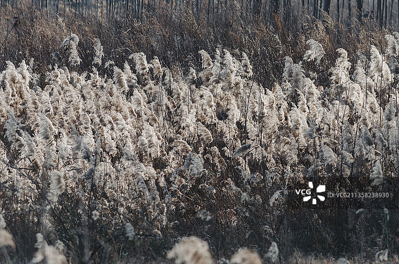 中国山东泰安大汶河河畔的芦苇荡图片素材