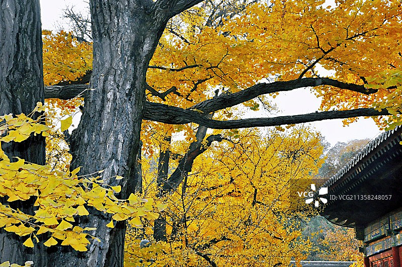 《红螺寺》图片素材