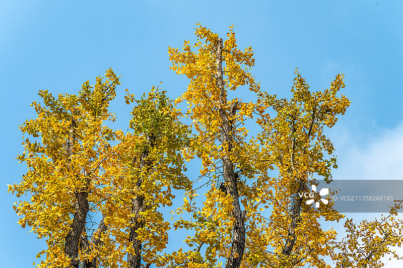 银杏叶黄 Ginkgo in Autumn图片素材