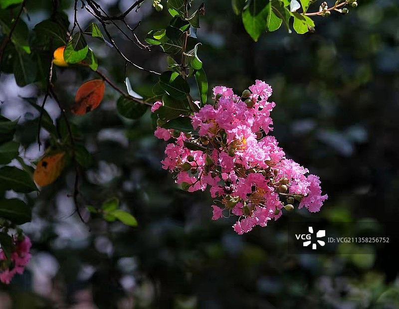 珠海花田水乡图片素材